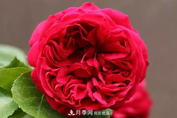紅色沙龍寶石月季日常如何養(yǎng)護管理？(圖1)