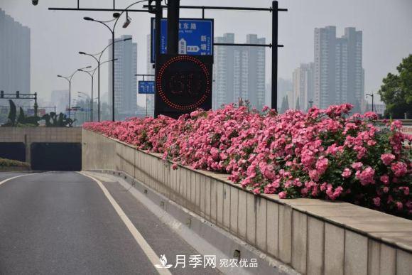 率先高架月季應用，專訪杭州高架月季“幕后功臣”(圖1)