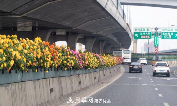 率先高架月季應用，專訪杭州高架月季“幕后功臣”(圖2)