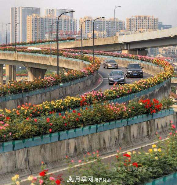 率先高架月季應用，專訪杭州高架月季“幕后功臣”(圖3)