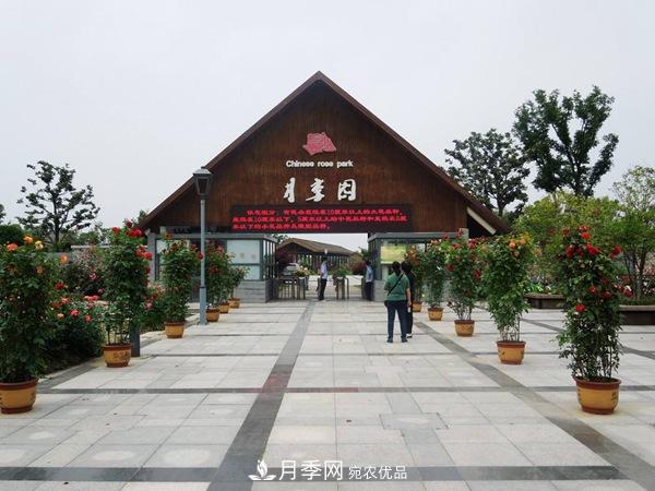 中國(guó)十大月季園盤(pán)點(diǎn)！賞月季不能錯(cuò)過(guò)(圖3)