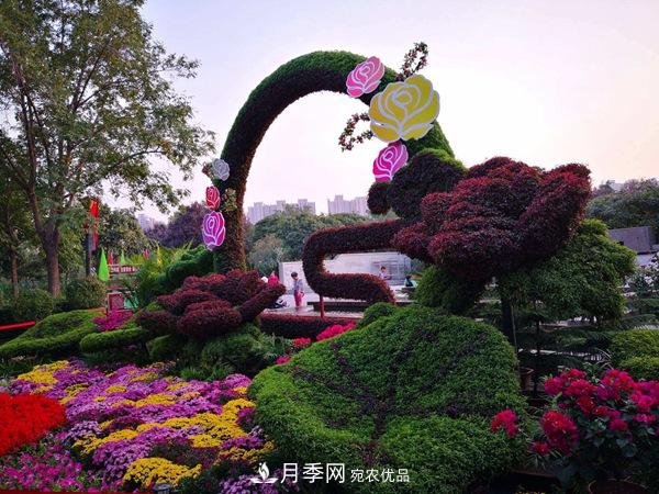 中國(guó)十大月季園盤(pán)點(diǎn)！賞月季不能錯(cuò)過(guò)(圖6)