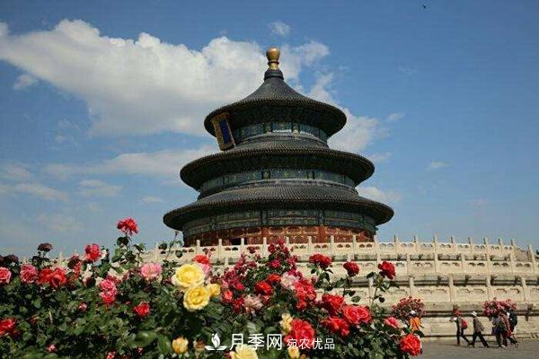 中國(guó)十大月季園盤(pán)點(diǎn)！賞月季不能錯(cuò)過(guò)(圖5)