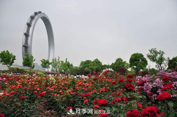 中國(guó)十大月季園盤(pán)點(diǎn)！賞月季不能錯(cuò)過(guò)(圖9)