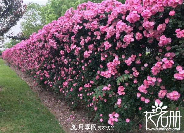 爬藤月季什么品種***美？十大爬藤月季排名(圖1)