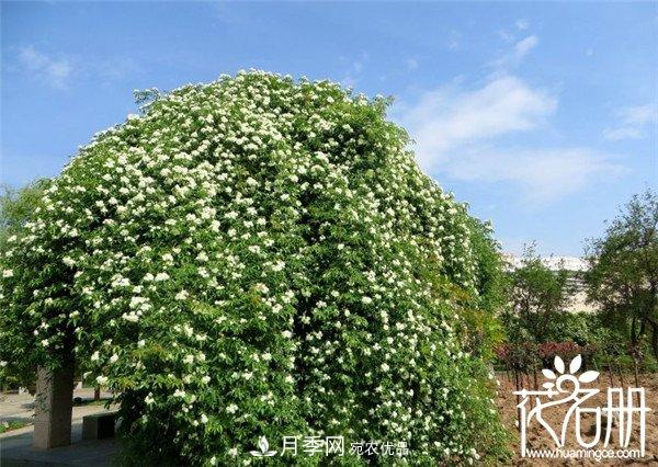 爬藤月季什么品種***美？十大爬藤月季排名(圖2)