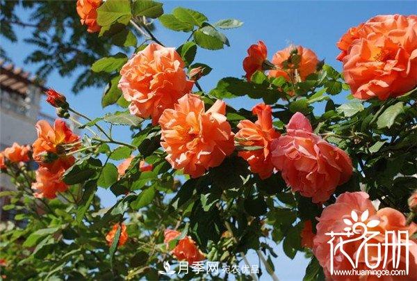爬藤月季什么品種***美？十大爬藤月季排名(圖4)