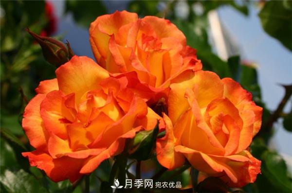 爬藤月季什么品種***美？十大爬藤月季排名(圖5)