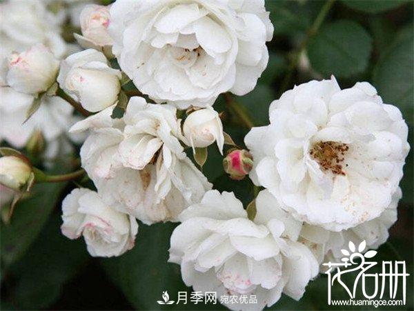 爬藤月季什么品種***美？十大爬藤月季排名(圖7)