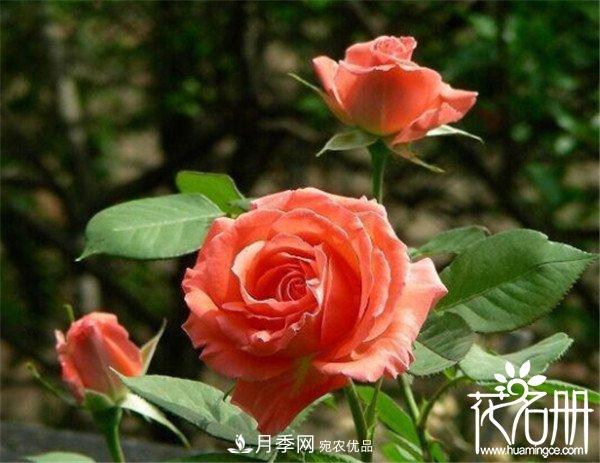 爬藤月季什么品種***美？十大爬藤月季排名(圖8)