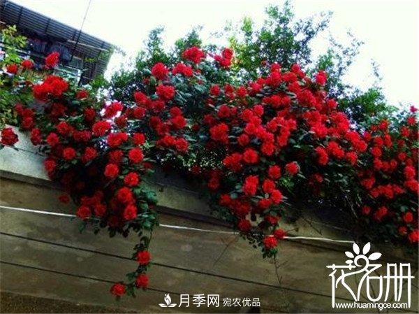 爬藤月季什么品種***美？十大爬藤月季排名(圖3)