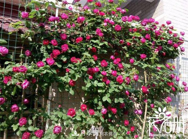 爬藤月季什么品種***美？十大爬藤月季排名(圖9)