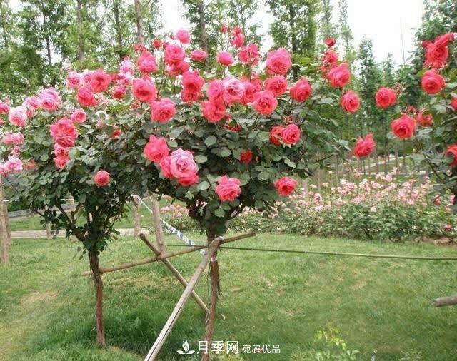 怎樣能讓自己的月季扦插苗養(yǎng)活且壯？(圖1)