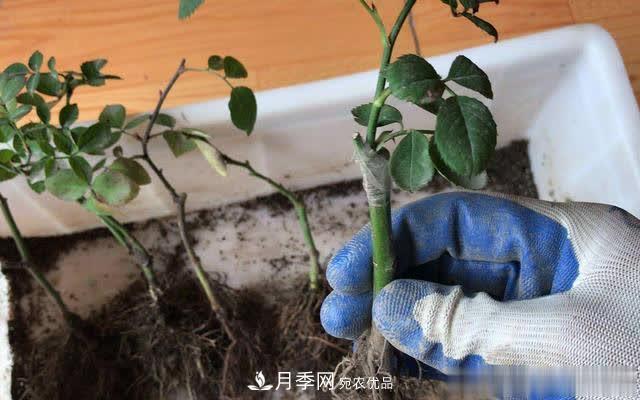 怎樣能讓自己的月季扦插苗養(yǎng)活且壯？(圖3)