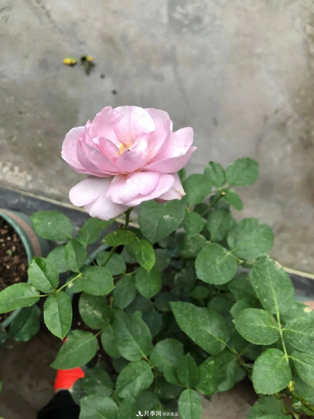 5種藍(lán)色網(wǎng)紅月季，你見過幾種？(圖8)