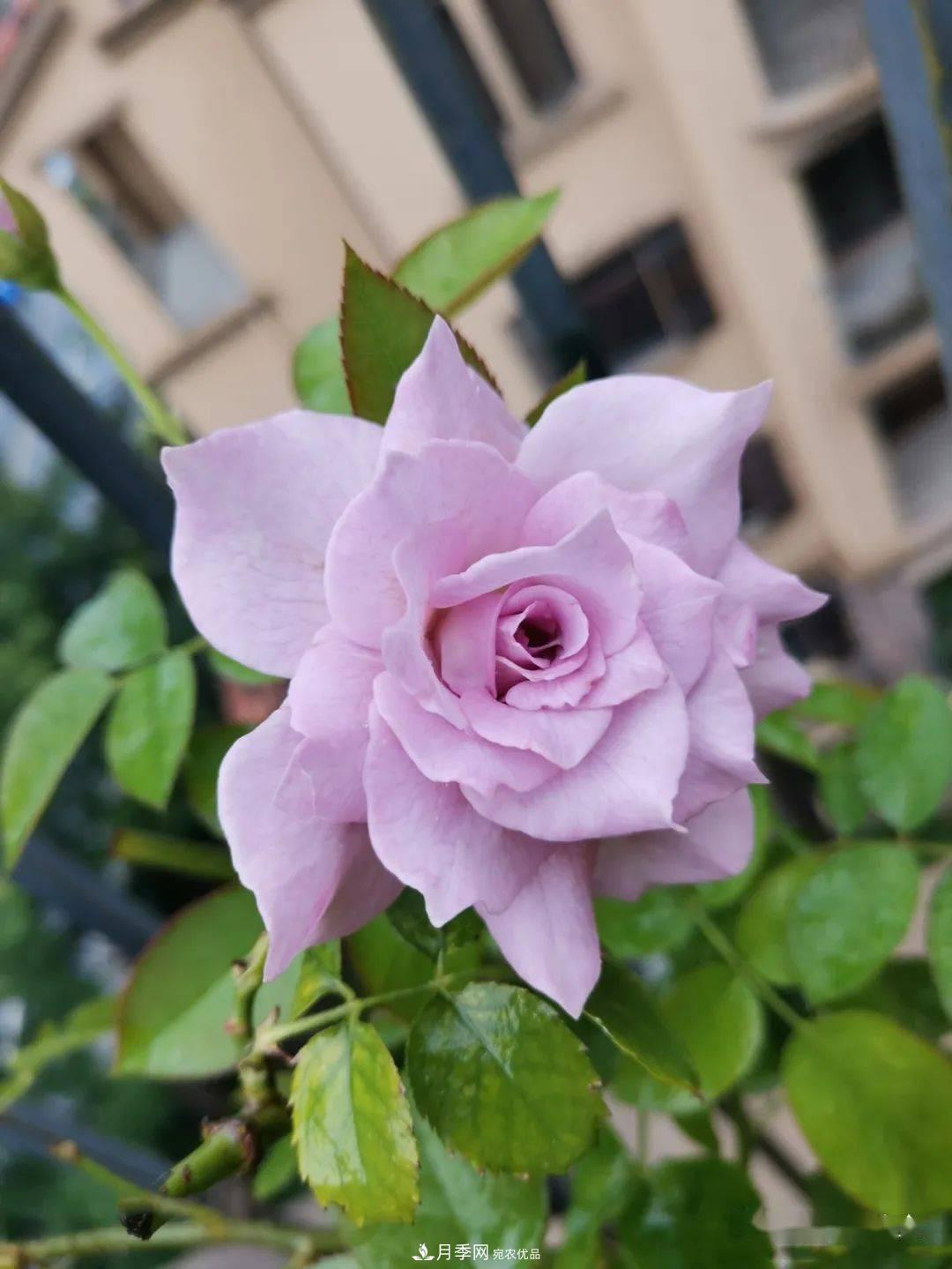 5種藍(lán)色網(wǎng)紅月季，你見過幾種？(圖9)