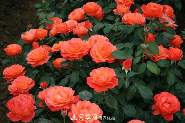 月季網(wǎng)帶你認(rèn)識大花月季與豐花月季， 你喜歡哪一種？(圖2)