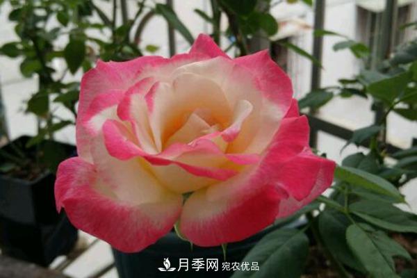 月季網(wǎng)帶你認(rèn)識大花月季與豐花月季， 你喜歡哪一種？(圖1)