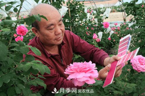北京月季專家俞紅強： 不僅育月季新品，還要育月季產(chǎn)業(yè)(圖1)