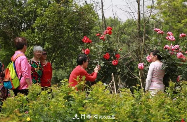 江西南昌：***美南昌四月天 市花月季花滿城(圖1)