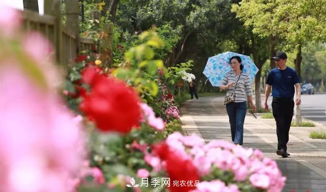 江西南昌：***美南昌四月天 市花月季花滿城(圖2)