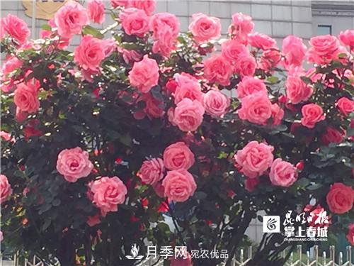 樹(shù)狀月季很養(yǎng)眼，云南昆明上萬(wàn)株高稈月季熱情綻放(圖1)