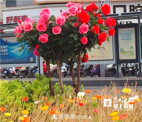 樹(shù)狀月季很養(yǎng)眼，云南昆明上萬(wàn)株高稈月季熱情綻放(圖2)