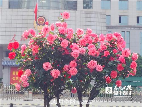 樹(shù)狀月季很養(yǎng)眼，云南昆明上萬(wàn)株高稈月季熱情綻放(圖3)