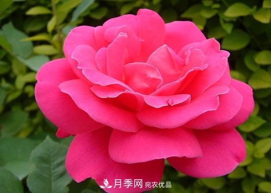 月季開(kāi)花天數(shù)為何長(zhǎng)短不一？月季花期分析(圖1)