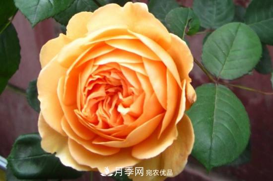 歐月月季有哪些必買的品種？(圖2)