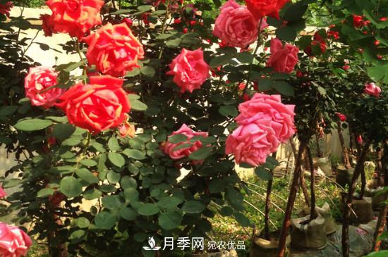 綠化種植后，月季樹(shù)還會(huì)長(zhǎng)粗嗎？(圖3)