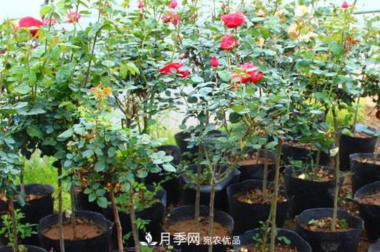 綠化種植后，月季樹(shù)還會(huì)長(zhǎng)粗嗎？(圖2)