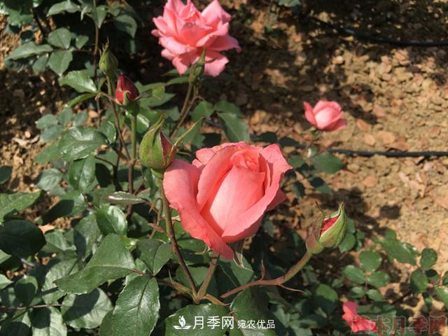 月季移栽需要馬上澆水嗎？(圖1)