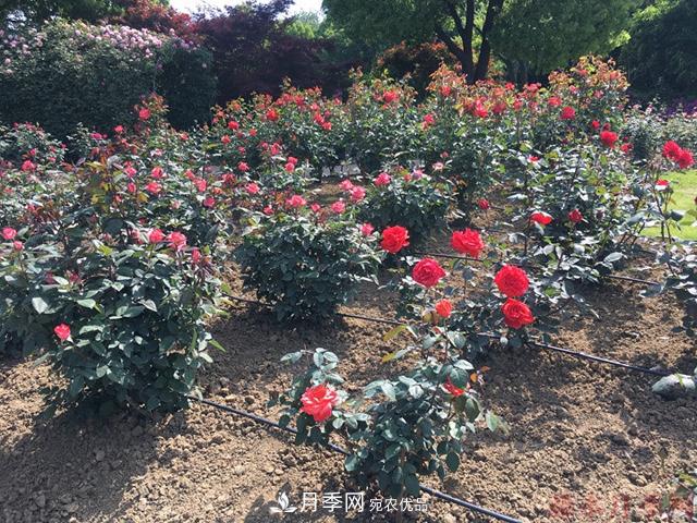 月季移栽需要馬上澆水嗎？(圖2)