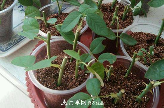 插月季枝生根的小竅門(mén)(圖1)