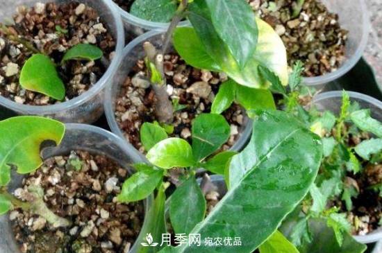 插月季枝生根的小竅門(mén)(圖2)