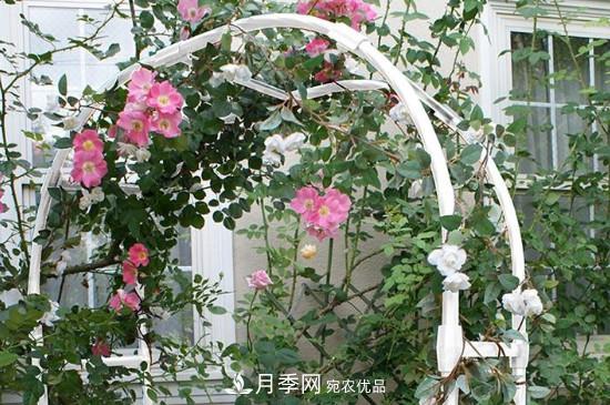 灌木月季可以用來(lái)做拱門(mén)造型嗎？(圖1)