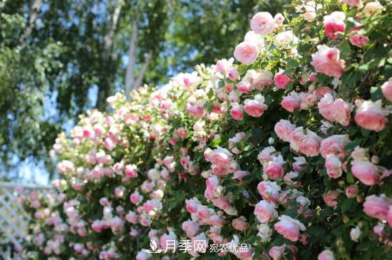灌木月季可以用來(lái)做拱門(mén)造型嗎？(圖2)