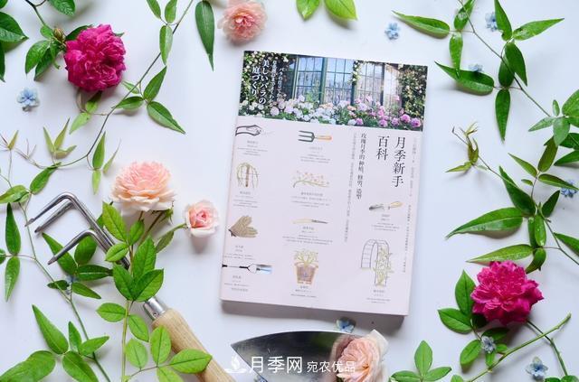 《月季新手百科》，不只是給新手看的月季百科寶典(圖2)