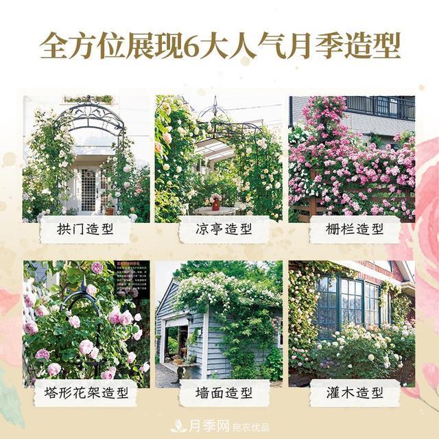 《月季新手百科》，不只是給新手看的月季百科寶典(圖3)