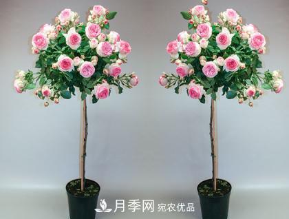 用野生薔薇嫁接灌木月季，能不能養(yǎng)成樹狀月季？(圖2)
