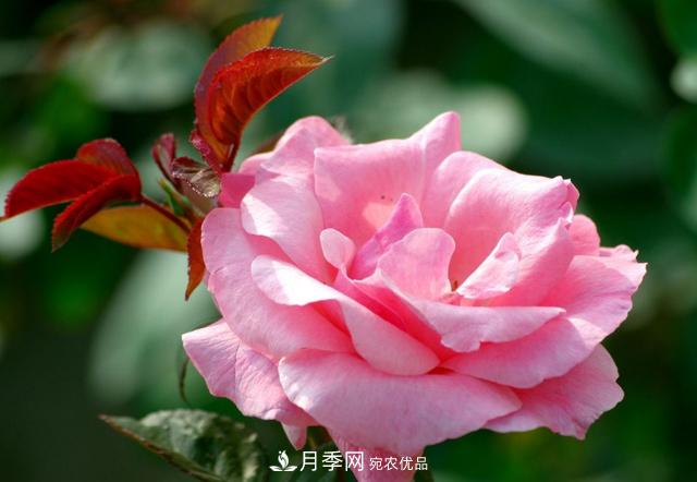 月季花怎樣扦插？現(xiàn)在的季節(jié)合適嗎？(圖1)