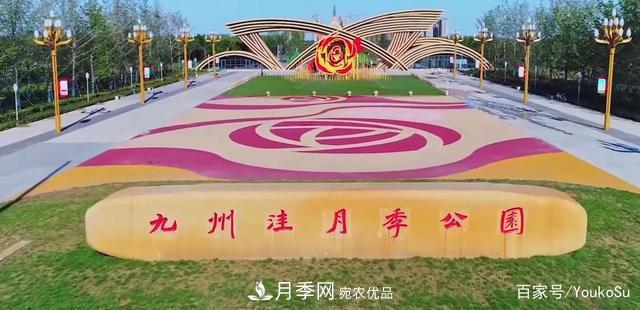 來山東聊城九州洼月季公園，邂逅璀璨月季花海(圖1)