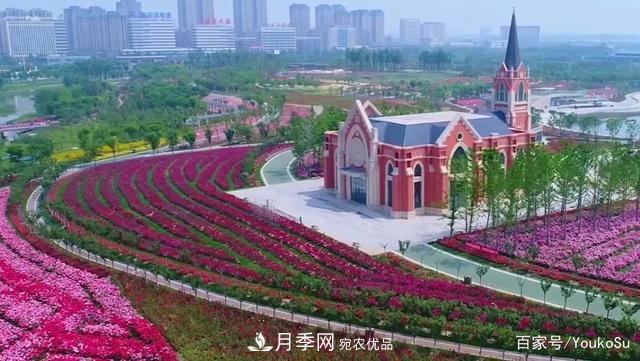 來山東聊城九州洼月季公園，邂逅璀璨月季花海(圖2)