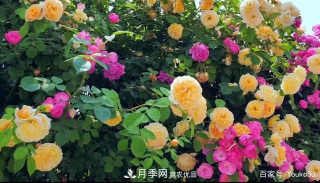 來山東聊城九州洼月季公園，邂逅璀璨月季花海(圖6)