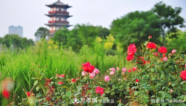 來山東聊城九州洼月季公園，邂逅璀璨月季花海(圖4)