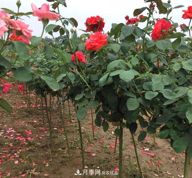 月季樹：高貴典雅、花色花型多樣，這個(gè)樹狀月季美麗極了(圖4)