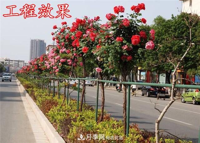 城市綠化就用月季樹(shù)，談月季樹(shù)在城市中的廣泛應(yīng)用(圖3)