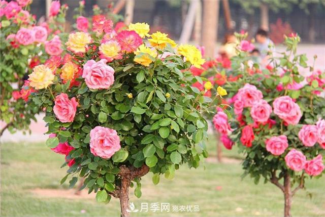 城市綠化就用月季樹(shù)，談月季樹(shù)在城市中的廣泛應(yīng)用(圖4)