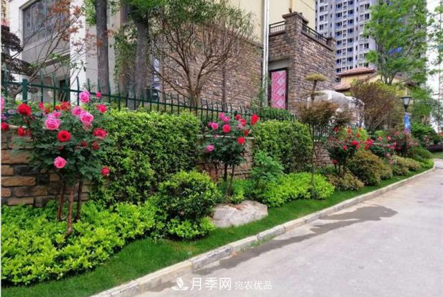 城市綠化就用月季樹(shù)，談月季樹(shù)在城市中的廣泛應(yīng)用(圖6)